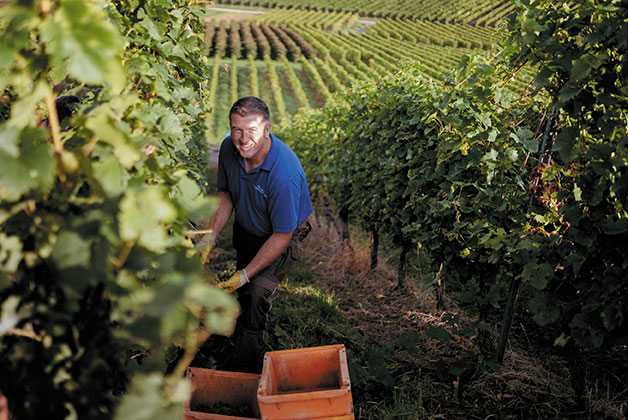 Mann arbeitet in den Weinbergen und erntet Trauben